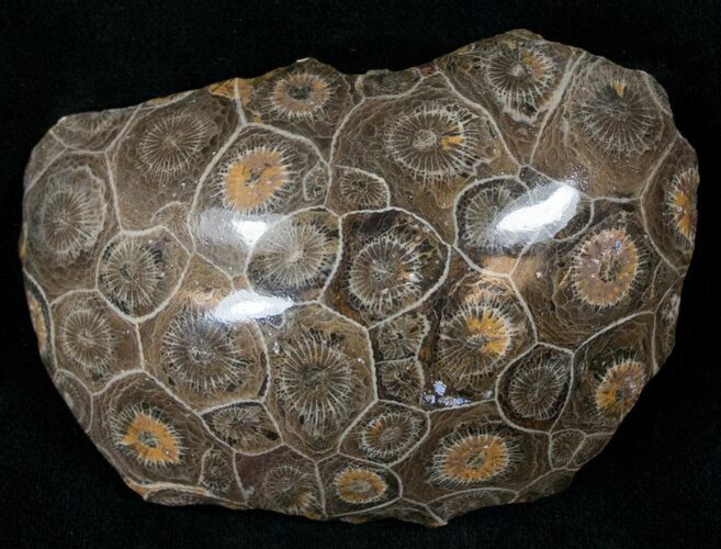 Polished Fossil Coral Head - Very Detailed #14645